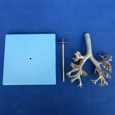 Levendige anatomische bronchiale boommodel 26 posities gemarkeerde luchtpijp anatomie voor de medische wetenschap