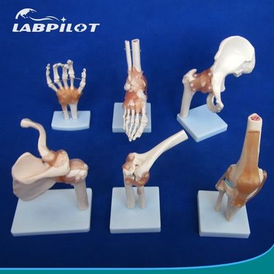 Gedetailleerde menselijke gewrichtsbotenmodellen voor educatieve schouder elleboog heup knie hand en foo