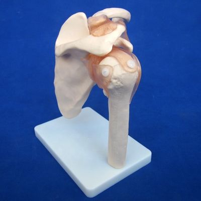 Gedetailleerde menselijke gewrichtsbotenmodellen voor educatieve schouder elleboog heup knie hand en foo