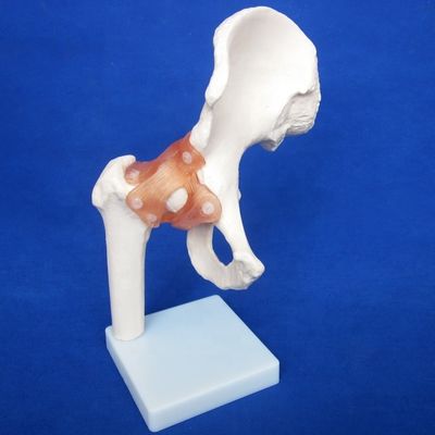 Gedetailleerde menselijke gewrichtsbotenmodellen voor educatieve schouder elleboog heup knie hand en foo