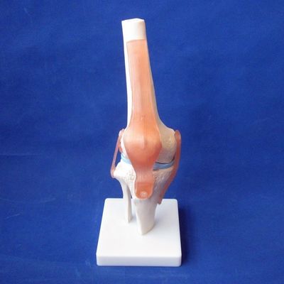 Gedetailleerde menselijke gewrichtsbotenmodellen voor educatieve schouder elleboog heup knie hand en foo