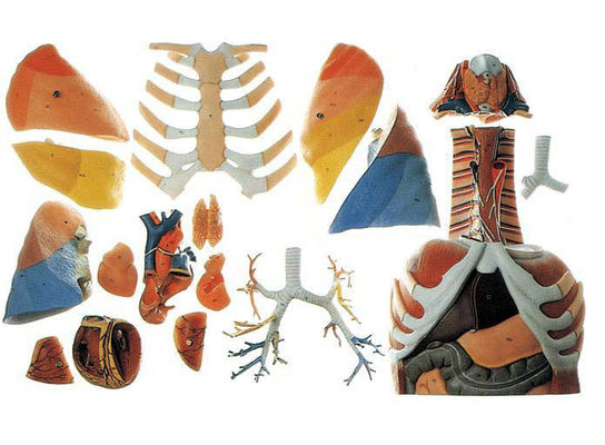 Geneeskunde Anatomisch demonstratiemodel van de menselijke borstkas en borstorganen