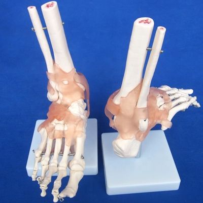 Gedetailleerde menselijke gewrichtsbotenmodellen voor educatieve schouder elleboog heup knie hand en foo