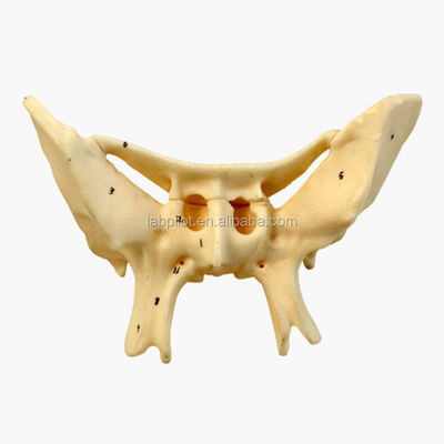 Versterkt alarbot Sfenoïde bot gedetailleerde anatomie structuren model voor medische studie