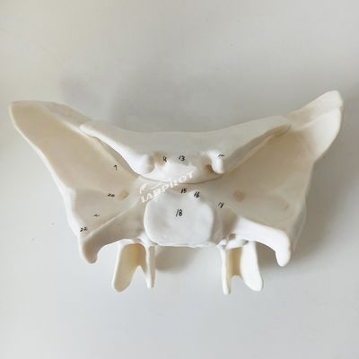 Versterkt alarbot Sfenoïde bot gedetailleerde anatomie structuren model voor medische studie