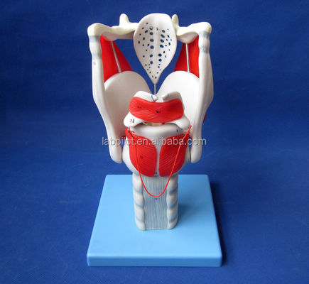 Geavanceerde larynxstructuur en functiemodel voor medische demonstratie