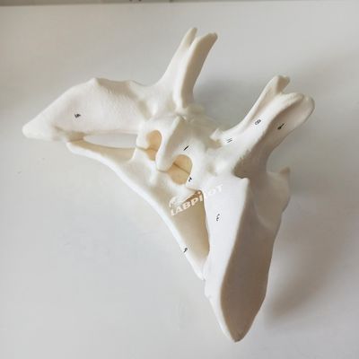 Versterkt alarbot Sfenoïde bot gedetailleerde anatomie structuren model voor medische studie