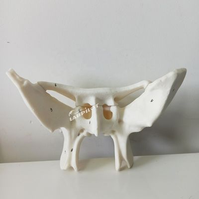 Versterkt alarbot Sfenoïde bot gedetailleerde anatomie structuren model voor medische studie