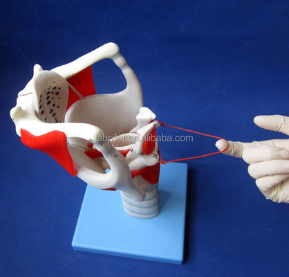 Geavanceerde larynxstructuur en functiemodel voor medische demonstratie