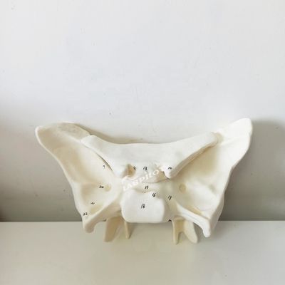 Versterkt alarbot Sfenoïde bot gedetailleerde anatomie structuren model voor medische studie