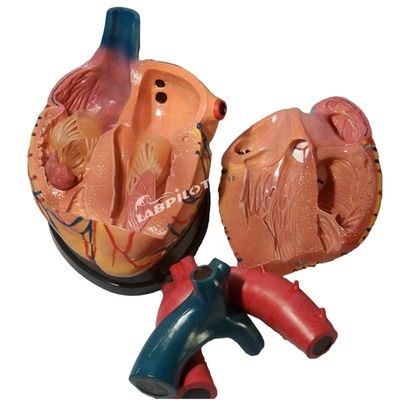 Mensengrootte Anatomisch hartmodel Ideaal voor onderwijs- en demonstratiedoeleinden