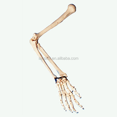 Anatomische demonstratie van het bovenste ledematenmodel voor medische professionals en studenten