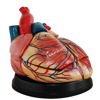 Mensengrootte Anatomisch hartmodel Ideaal voor onderwijs- en demonstratiedoeleinden