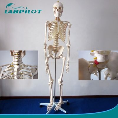 180 cm flexibel gewrichtsskeletmodel voor anatomische demonstratie in de medische wetenschap
