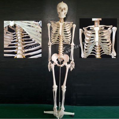 Flexible skeletstructuren voor menselijke levensgrootte Onderwijsmodel in educatieve setting