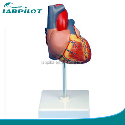 Mensenleven Grootte Vergroot volwassen hart 3D-model voor Anatomie en Fysiologie Onderwijs