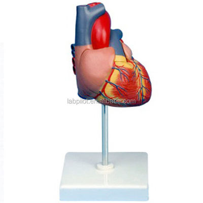 Mensenleven Grootte Vergroot volwassen hart 3D-model voor Anatomie en Fysiologie Onderwijs