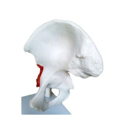 Gedetailleerde anatomische structuren Medisch onderwijs Heupgewricht model met kunstmatige ligamenten menselijk bot