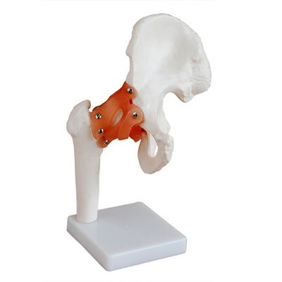 Gedetailleerde anatomische structuren Medisch onderwijs Heupgewricht model met kunstmatige ligamenten menselijk bot