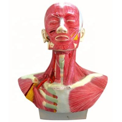 Mensenlevensgrootte Hoofd Gezicht Nek Anatomie en Verdeling van de buitenste halsslagader