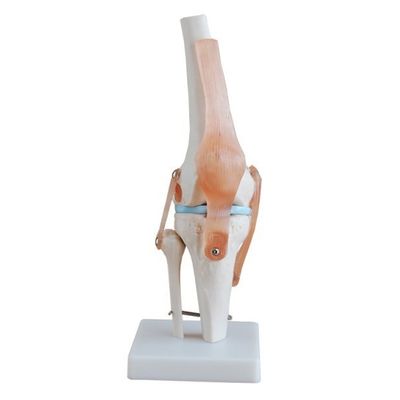 Professionele kniegewrichtsmodel gemaakt van geavanceerd PVC voor anatomisch onderwijs