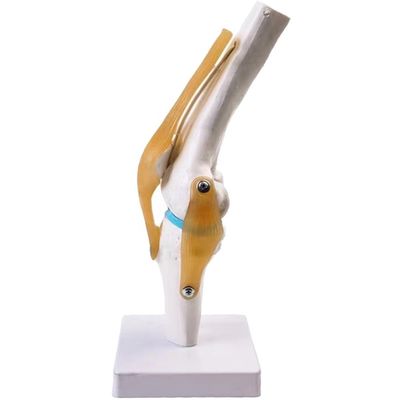 Professionele kniegewrichtsmodel gemaakt van geavanceerd PVC voor anatomisch onderwijs
