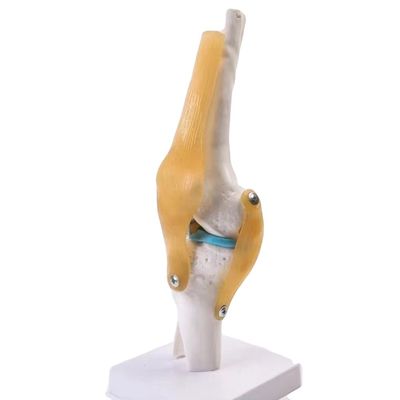 Professionele kniegewrichtsmodel gemaakt van geavanceerd PVC voor anatomisch onderwijs