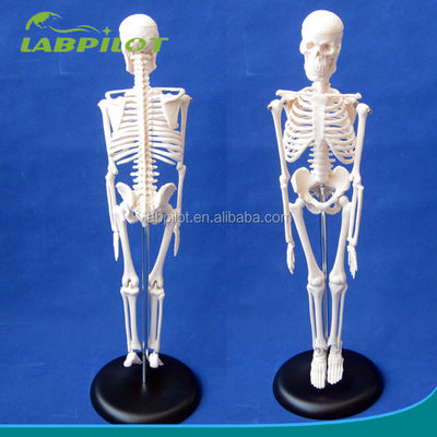 Aanpasbaar logo Gevorderd PVC flexibel skelet model met beweegbare kaak en materiaal 45cm