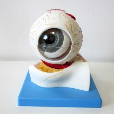 Onderwijs oogbalmodel Vergrote anatomische oogstructuur voor ziekenhuizen en onderwijs
