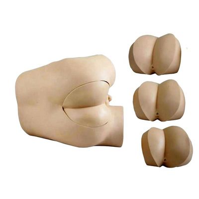 Rectal Examination Skills Training Model met geavanceerde PVC-constructie en componenten