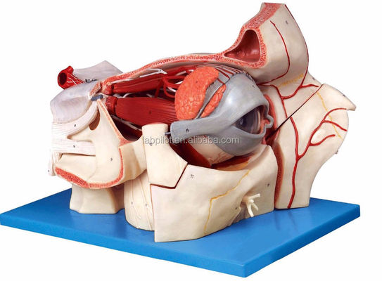 Ophthalmologische anatomische modellen Oogbalmodel en Orbit met Deluxe 9-deel oogmodel