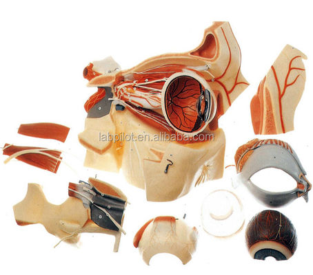 Ophthalmologische anatomische modellen Oogbalmodel en Orbit met Deluxe 9-deel oogmodel