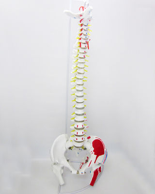 Mensengrootte Wervelkolommodel met bekken en spieren Geavanceerd PVC-spier- en skeletmodel