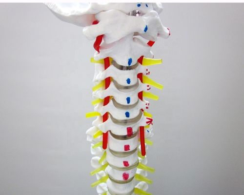 Mensengrootte Wervelkolommodel met bekken en spieren Geavanceerd PVC-spier- en skeletmodel