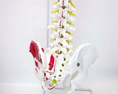 Mensengrootte Wervelkolommodel met bekken en spieren Geavanceerd PVC-spier- en skeletmodel