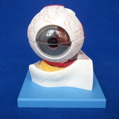Human Life Size Deluxe 7-delige anatomische oogbalmodel voor oogartsen