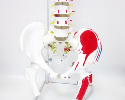 Mensengrootte Wervelkolommodel met bekken en spieren Geavanceerd PVC-spier- en skeletmodel