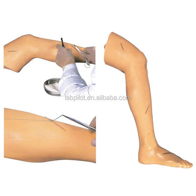 Medische chirurgie-opleidingsmodel Vivid Leg Model voor demonstratie van chirurgisch instrument