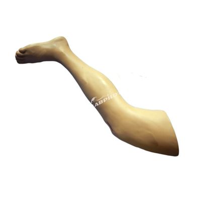 Medische chirurgie-opleidingsmodel Vivid Leg Model voor demonstratie van chirurgisch instrument