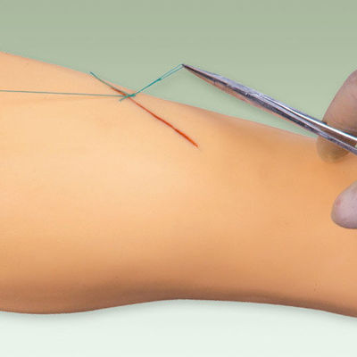 Medische chirurgie-opleidingsmodel Vivid Leg Model voor demonstratie van chirurgisch instrument