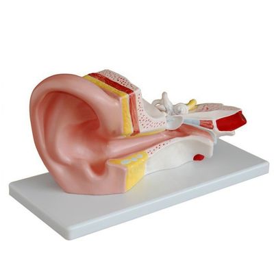 Middenoormodel voor otologie Anatomische modellen gedetailleerde menselijke anatomie voorstelling