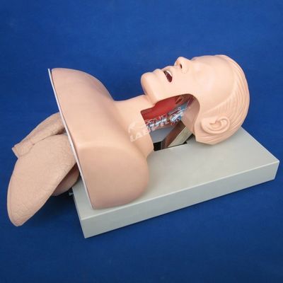 Trachea-intubatie-praktijk Mensenlevensgrootte Oraal en nasaal intubatie-trainingsmodel