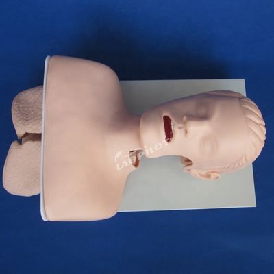 Trachea-intubatie-praktijk Mensenlevensgrootte Oraal en nasaal intubatie-trainingsmodel