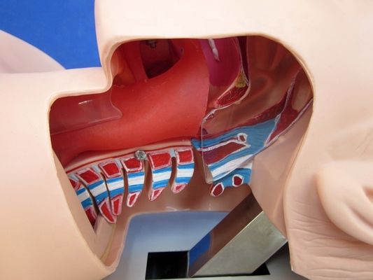 Trachea-intubatie-praktijk Mensenlevensgrootte Oraal en nasaal intubatie-trainingsmodel