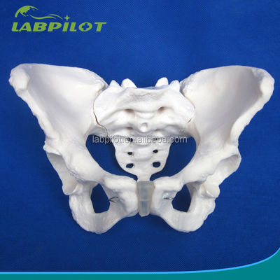 Geavanceerd PVC Vivid Hip Bone Model voor het onderwijzen van vrouwelijk bekkenmodel binnen klinieken