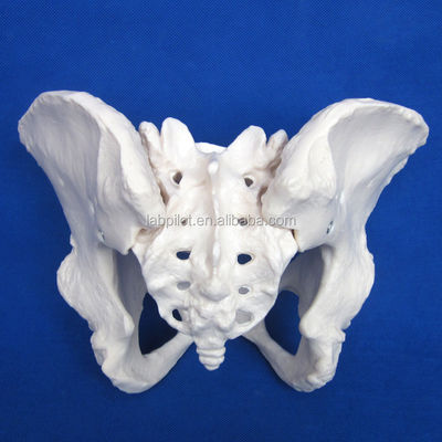 Geavanceerd PVC Vivid Hip Bone Model voor het onderwijzen van vrouwelijk bekkenmodel binnen klinieken