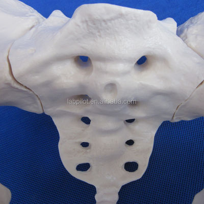 Geavanceerd PVC Vivid Hip Bone Model voor het onderwijzen van vrouwelijk bekkenmodel binnen klinieken