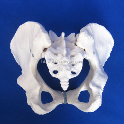 Geavanceerd PVC Vivid Hip Bone Model voor het onderwijzen van vrouwelijk bekkenmodel binnen klinieken