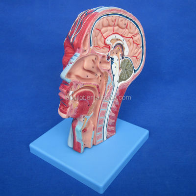 Gedetailleerde anatomische structuren in halfhoofdmodel voor menselijk hoofd en nek Anatomisch model