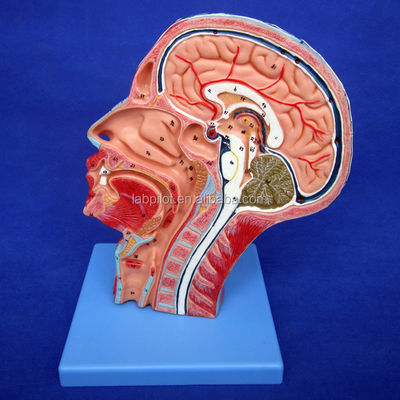 Gedetailleerde anatomische structuren in halfhoofdmodel voor menselijk hoofd en nek Anatomisch model
